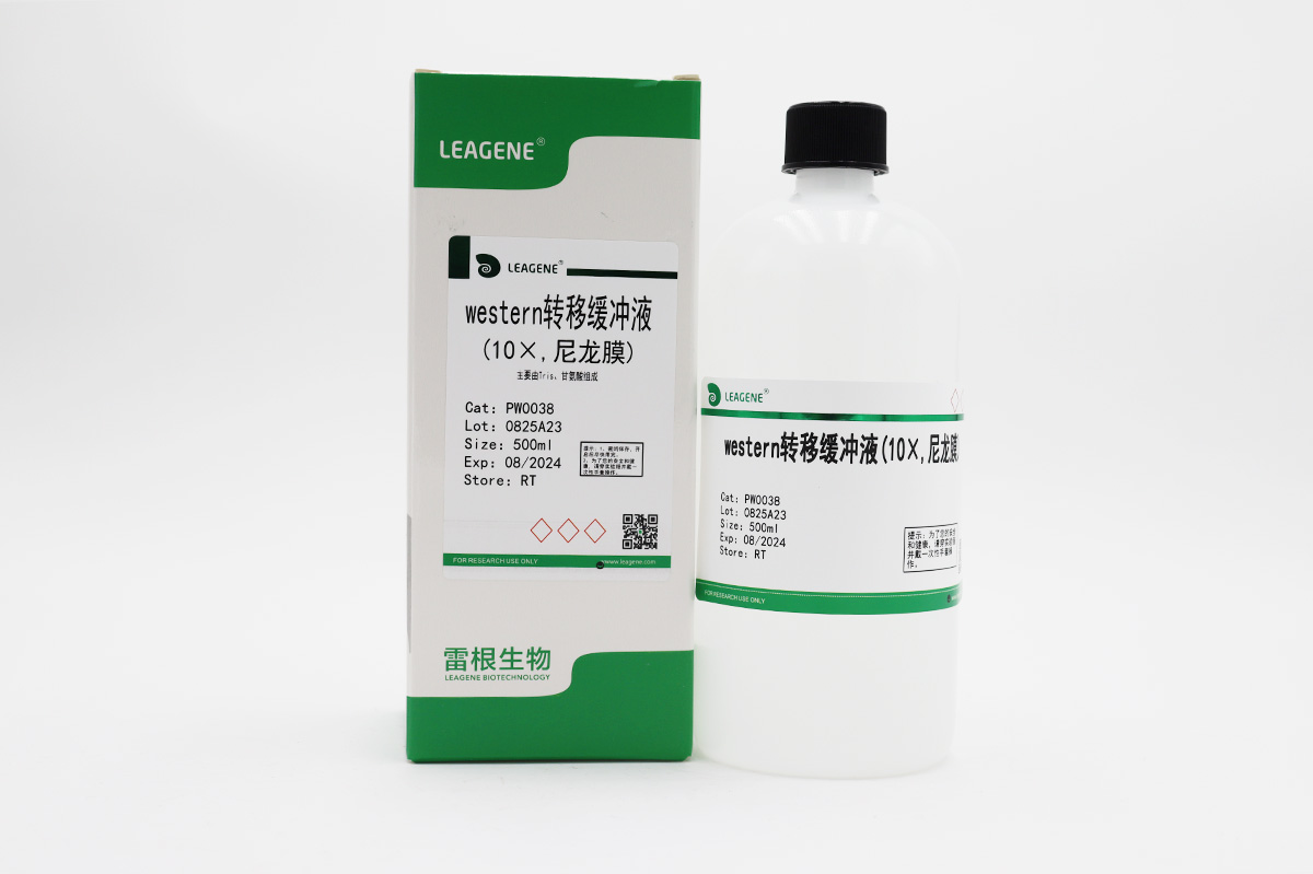 western转移缓冲液(10×,尼龙膜)